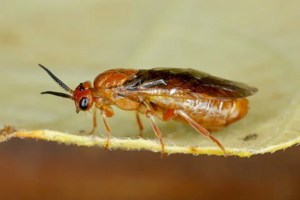 dospělec hřebenule ryšavé