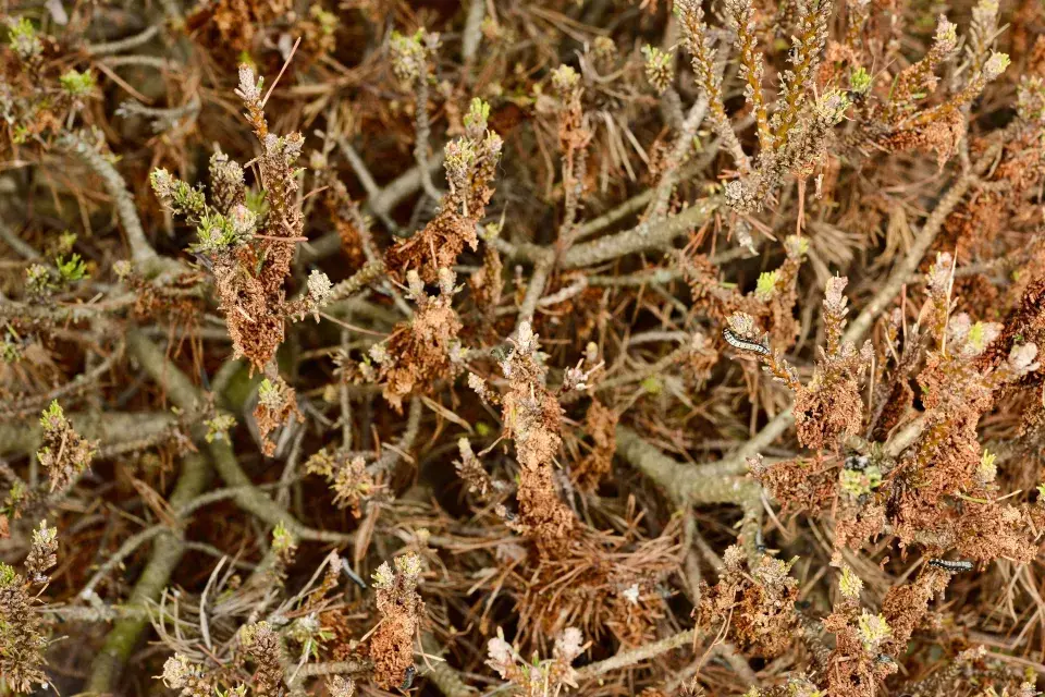 zničená borovice od hřebenule