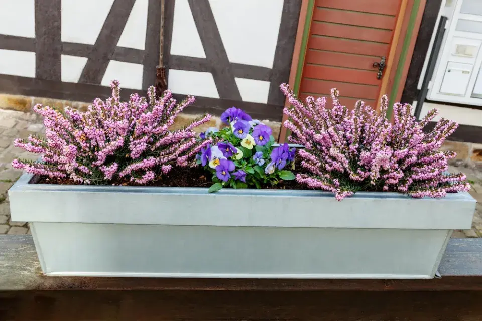 Vřesy v podzimních truhlících a dekoracích.