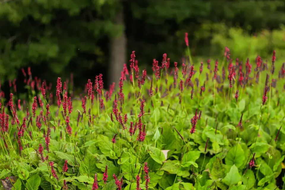 rdesno jako půdopokryvná trvalka