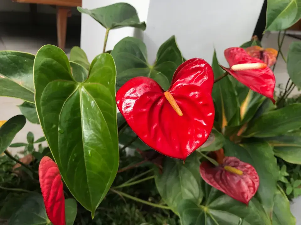 toulitka neboli Anthurium