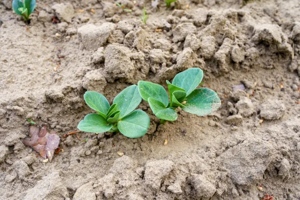 Bob koňský (Vicia faba)