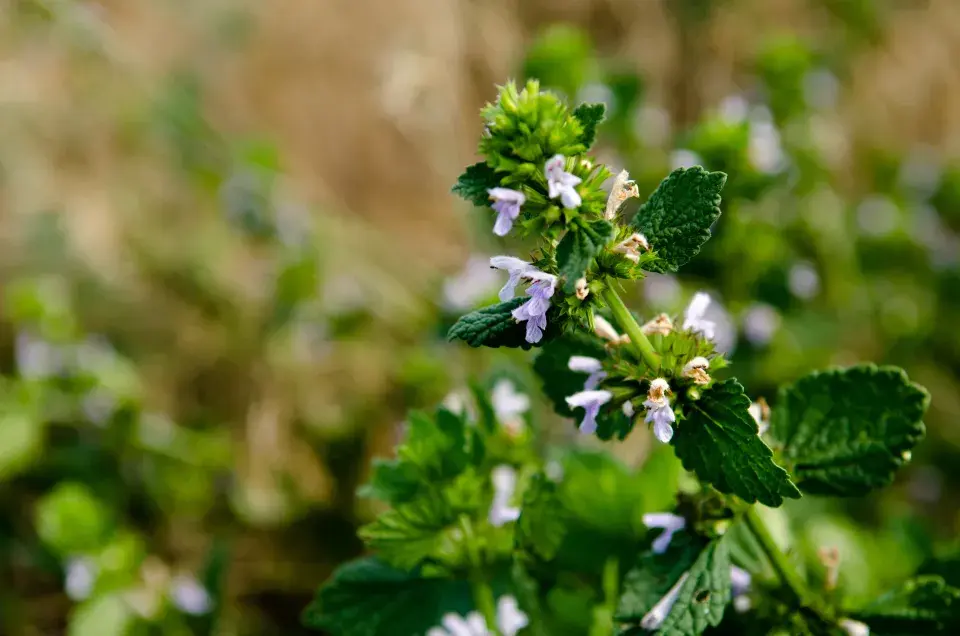 jablečník kvete bíle