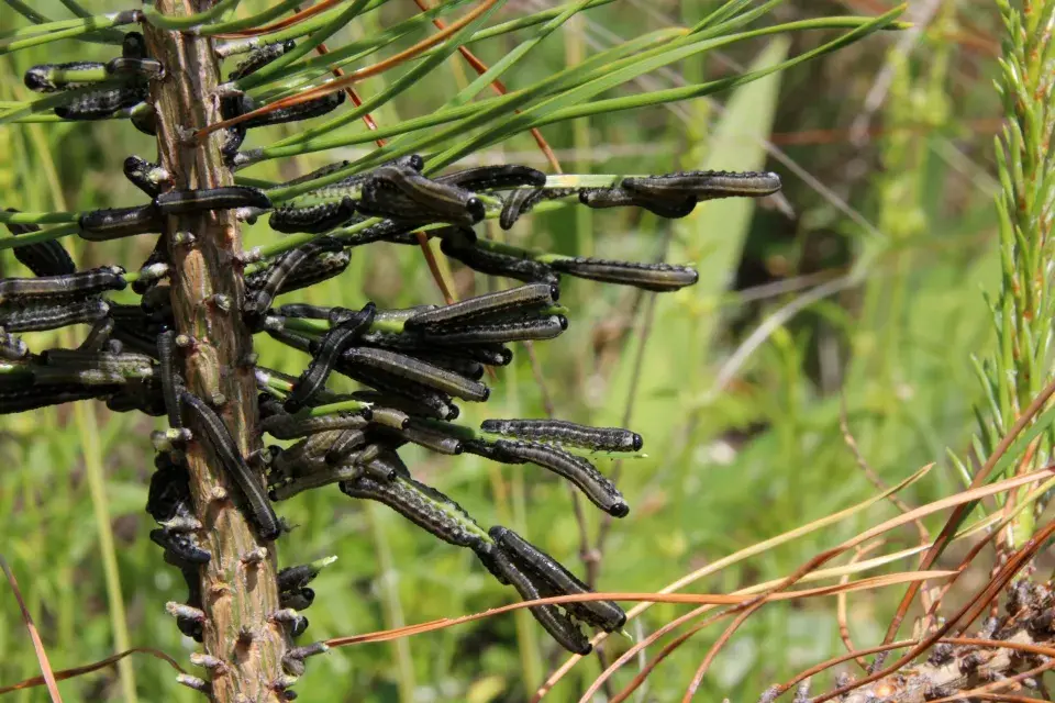 Housenice hřebenule ryšavé