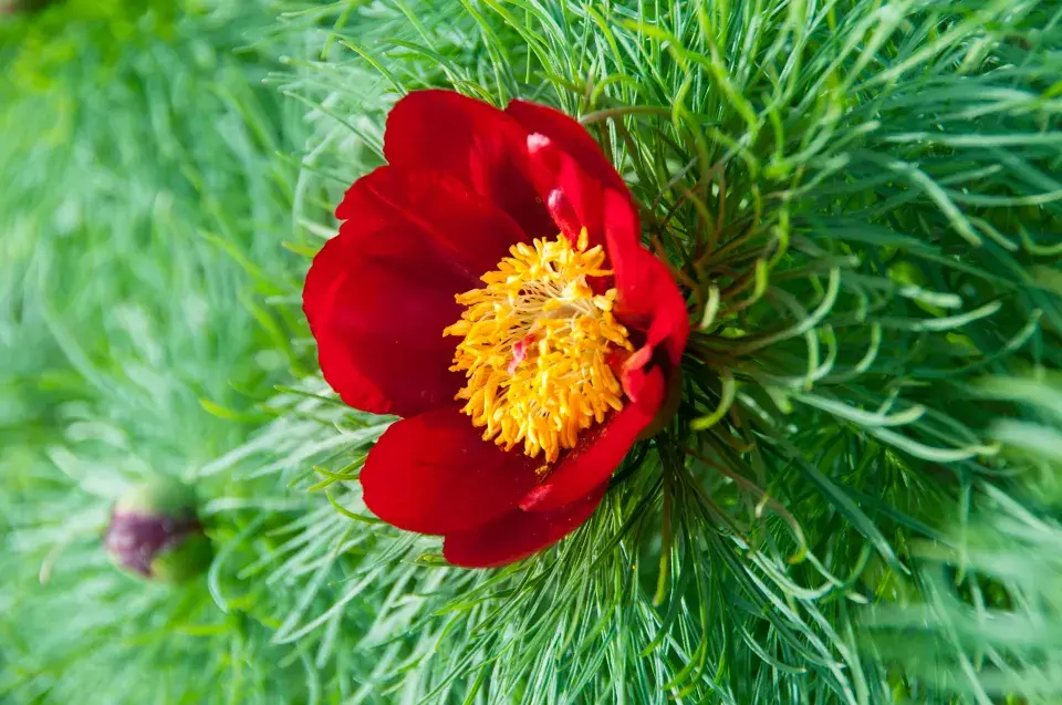 pivoňka úzkolistá