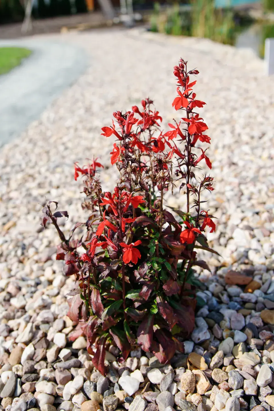 Návštěva zahrada čtenářky Veroniky Turkové