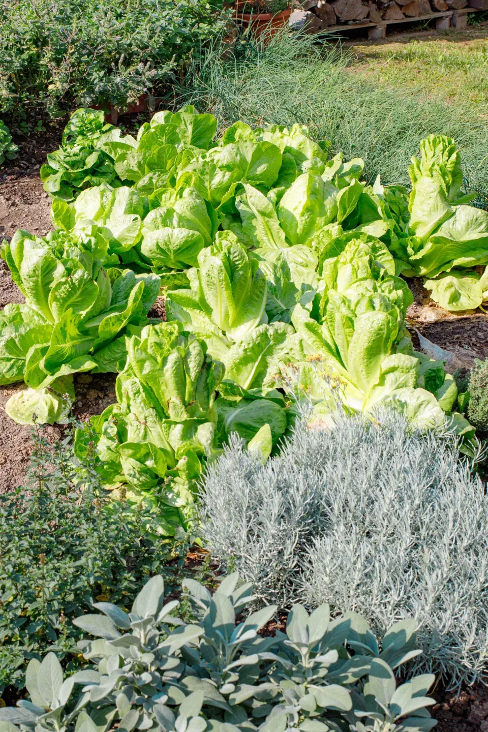 Návštěva zahrada čtenářky Veroniky Turkové