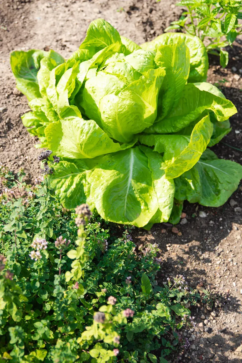 Návštěva zahrada čtenářky Veroniky Turkové