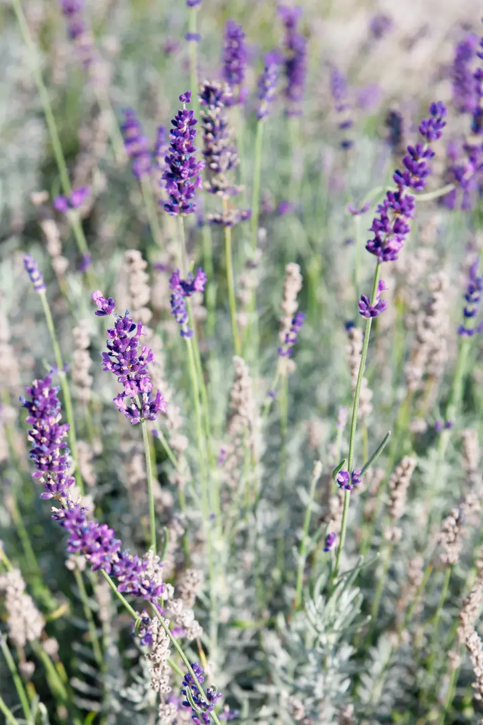 Návštěva zahrada čtenářky Veroniky Turkové