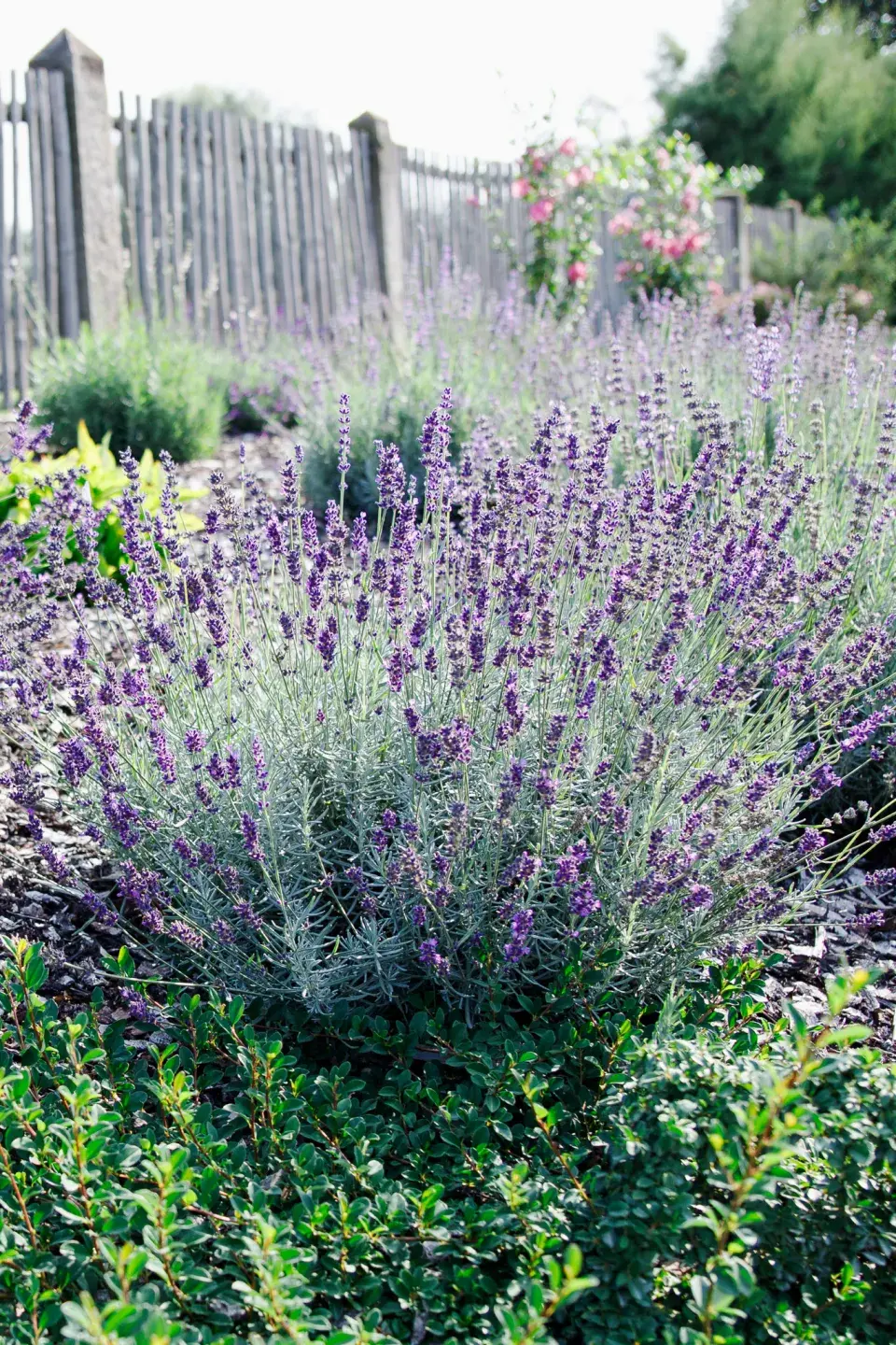 Návštěva zahrada čtenářky Veroniky Turkové