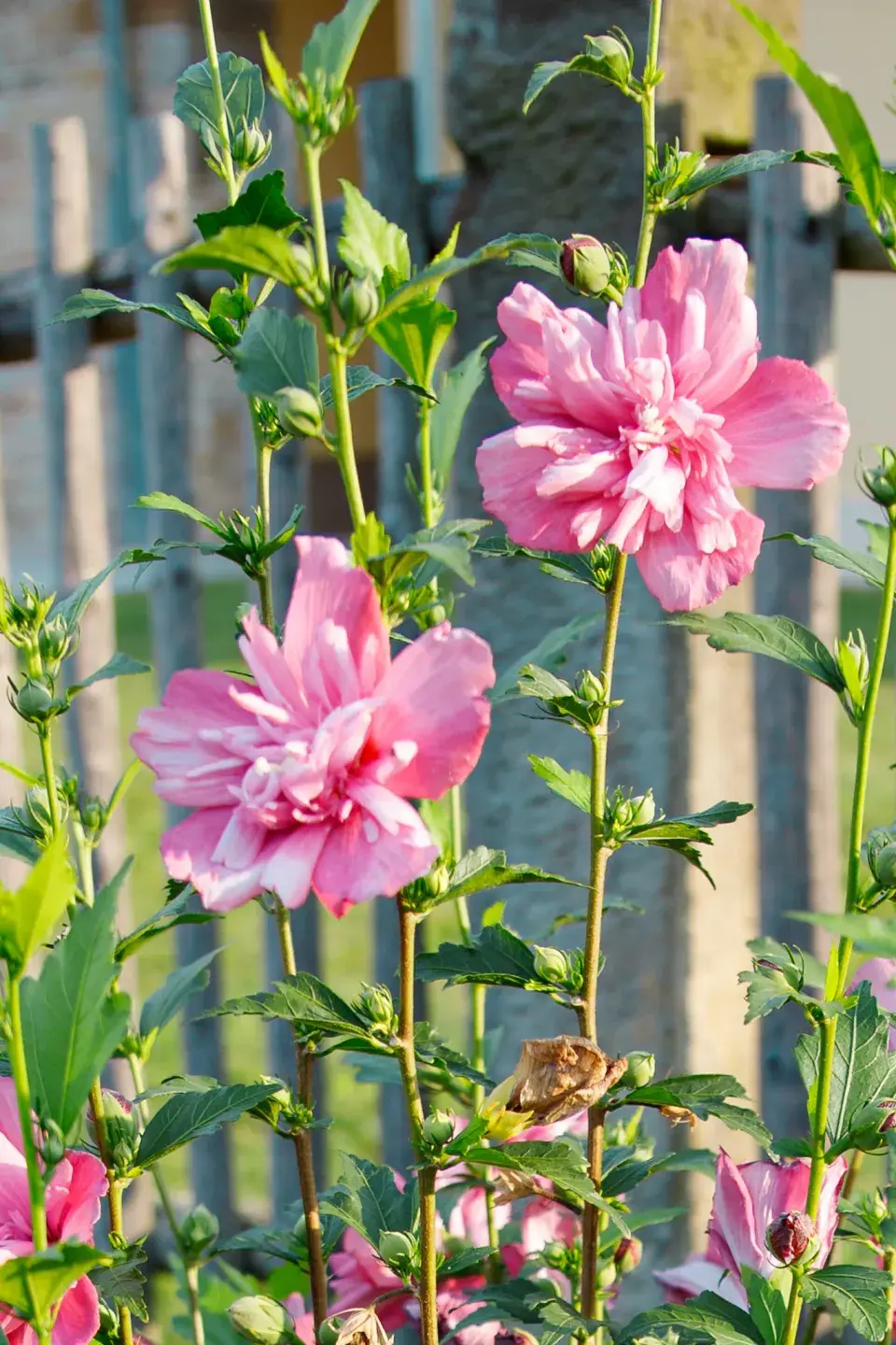 Návštěva zahrada čtenářky Veroniky Turkové