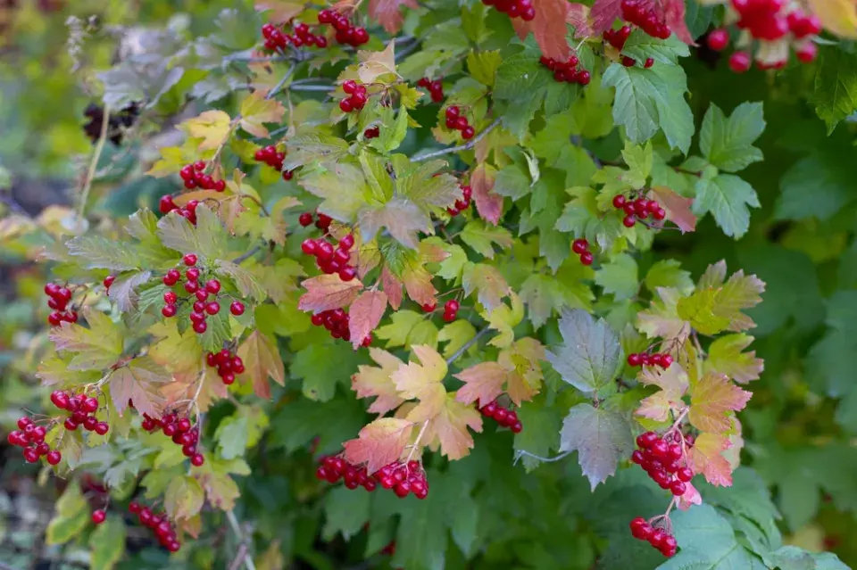 Kalina obecná (Viburnum opulus)