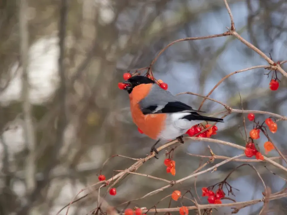 Kalina obecná (Viburnum opulus)