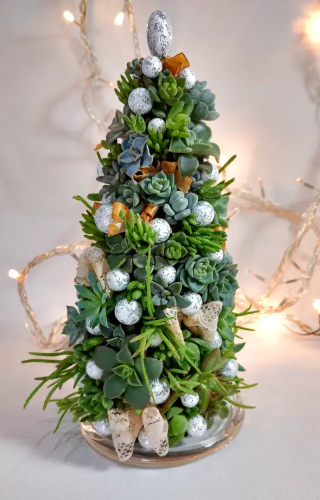 Vánoce sukulenty