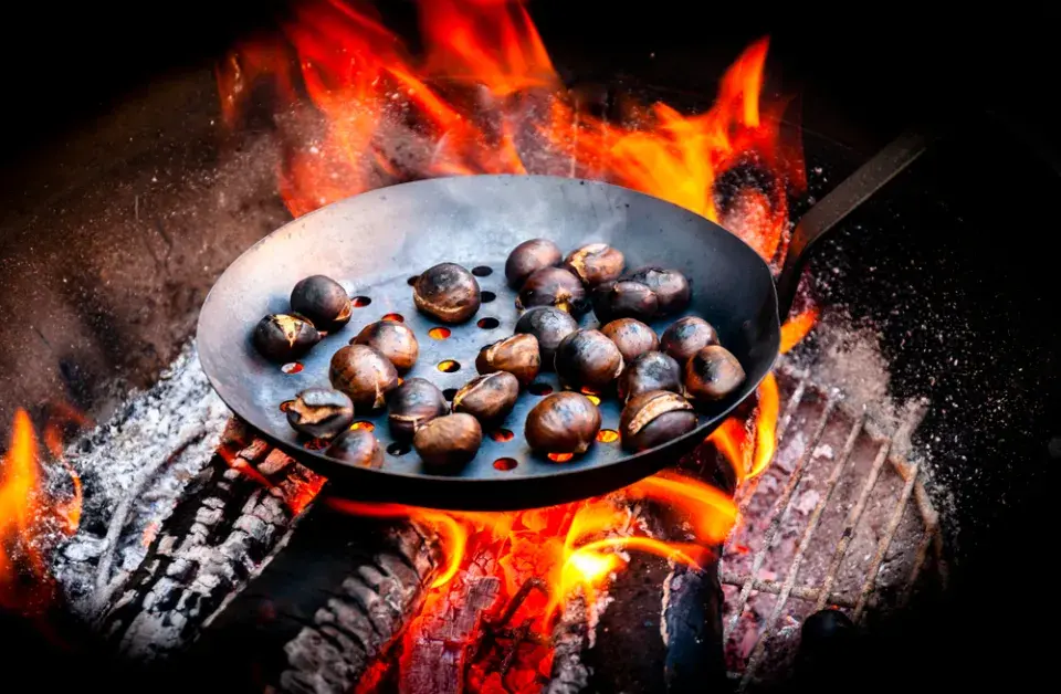 kaštanovník jedlý