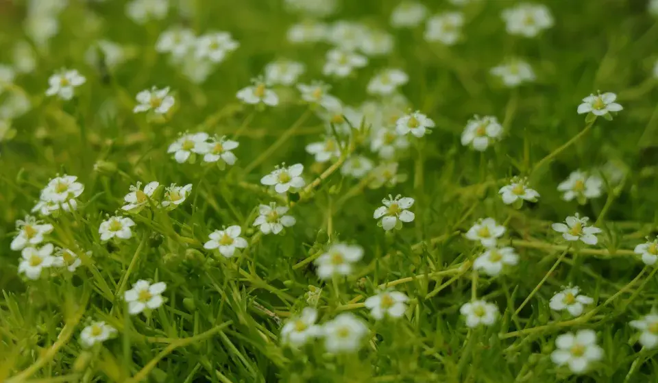 úrazník neboli sagina
