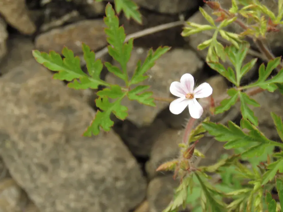 Kakost maličký (Geranium pusillum)