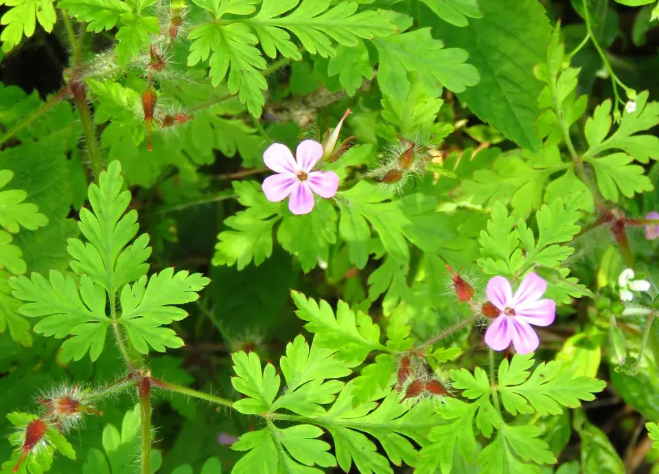 Kakost maličký (Geranium pusillum)