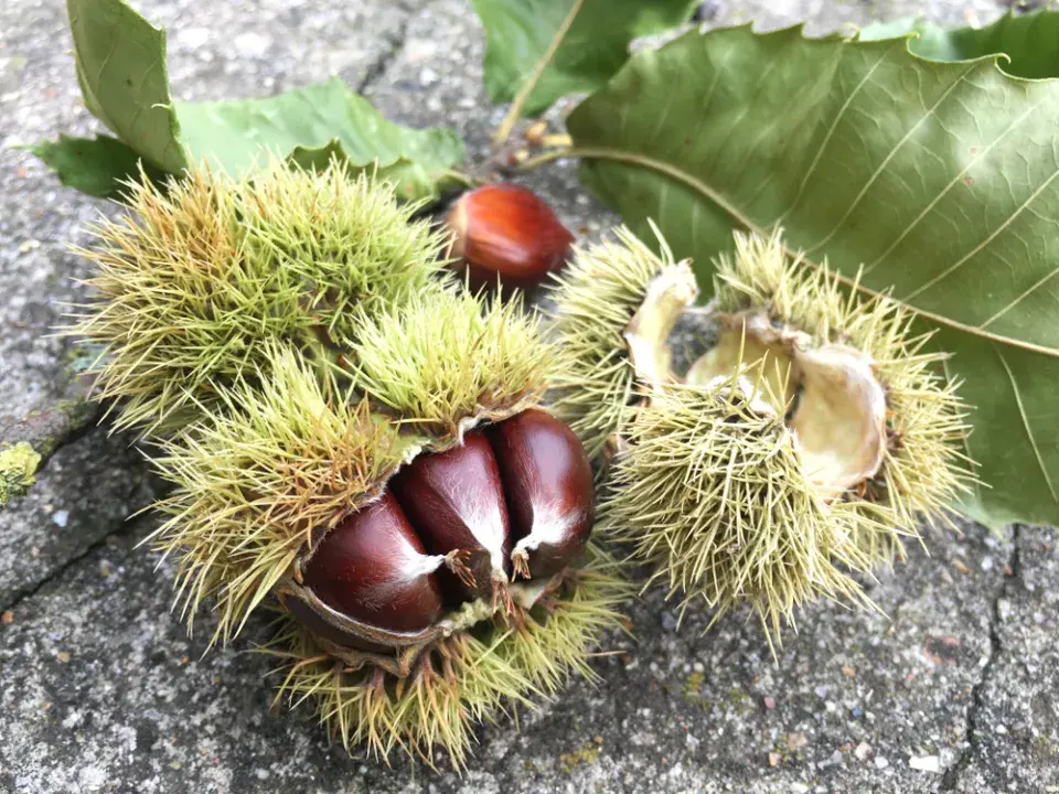 kaštanovník jedlý