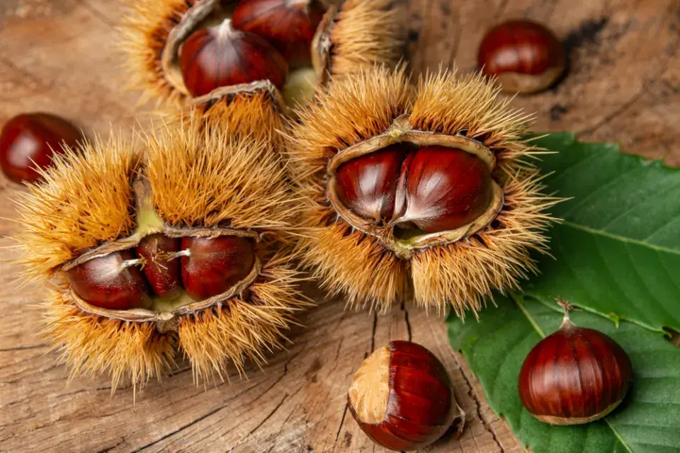 kaštanovník jedlý