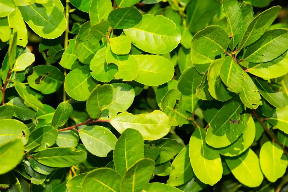 cesmína paraguajská