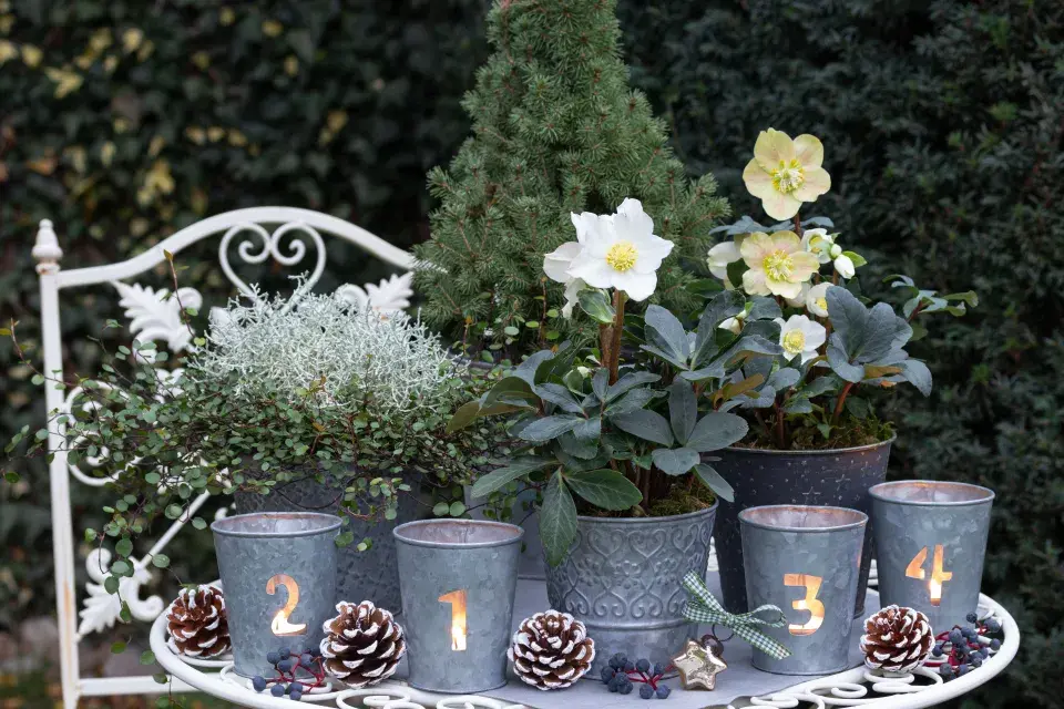 čemeřice jako vánoční rostlina