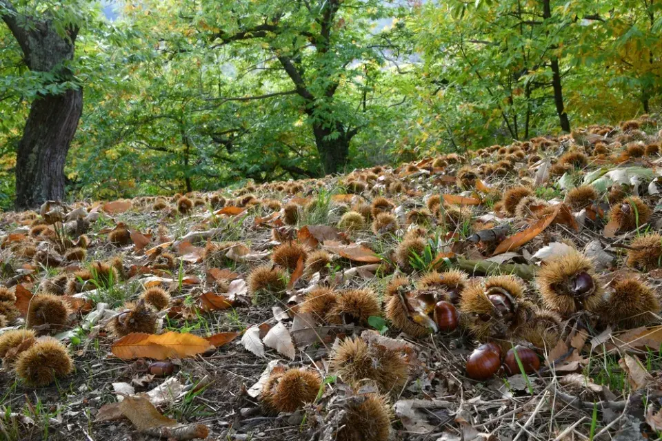 kaštanovník jedlý