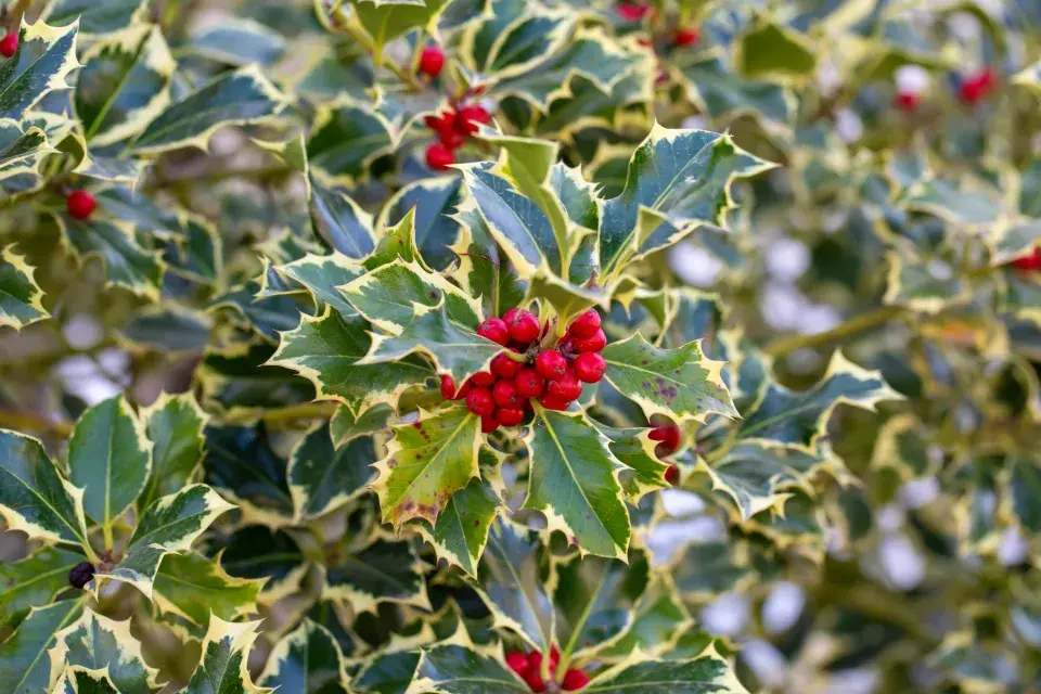 panašovaný kultivar cesmíny ostrolisté