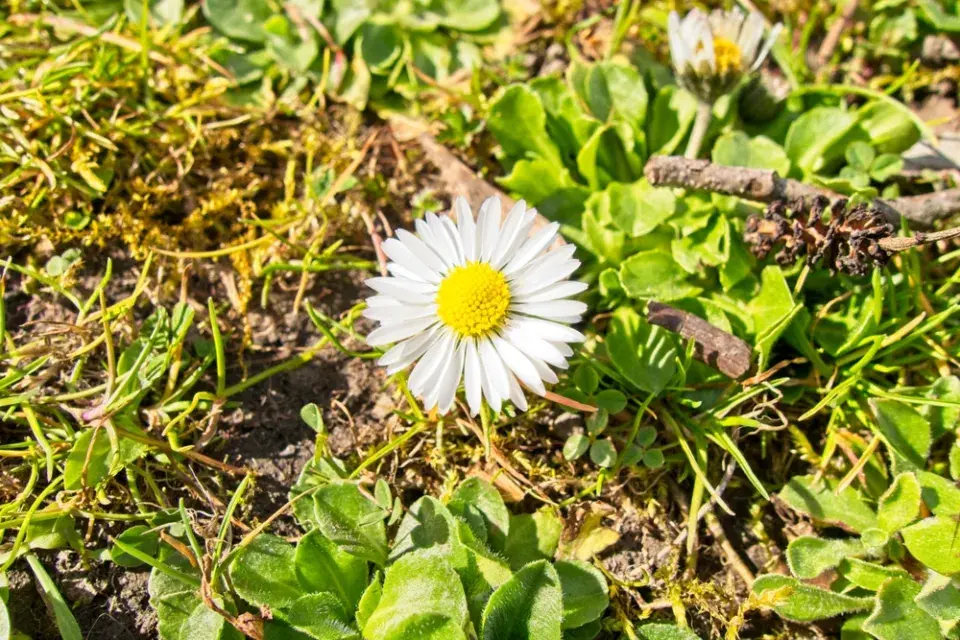 Sedmikráska obecná (Bellis perennis)