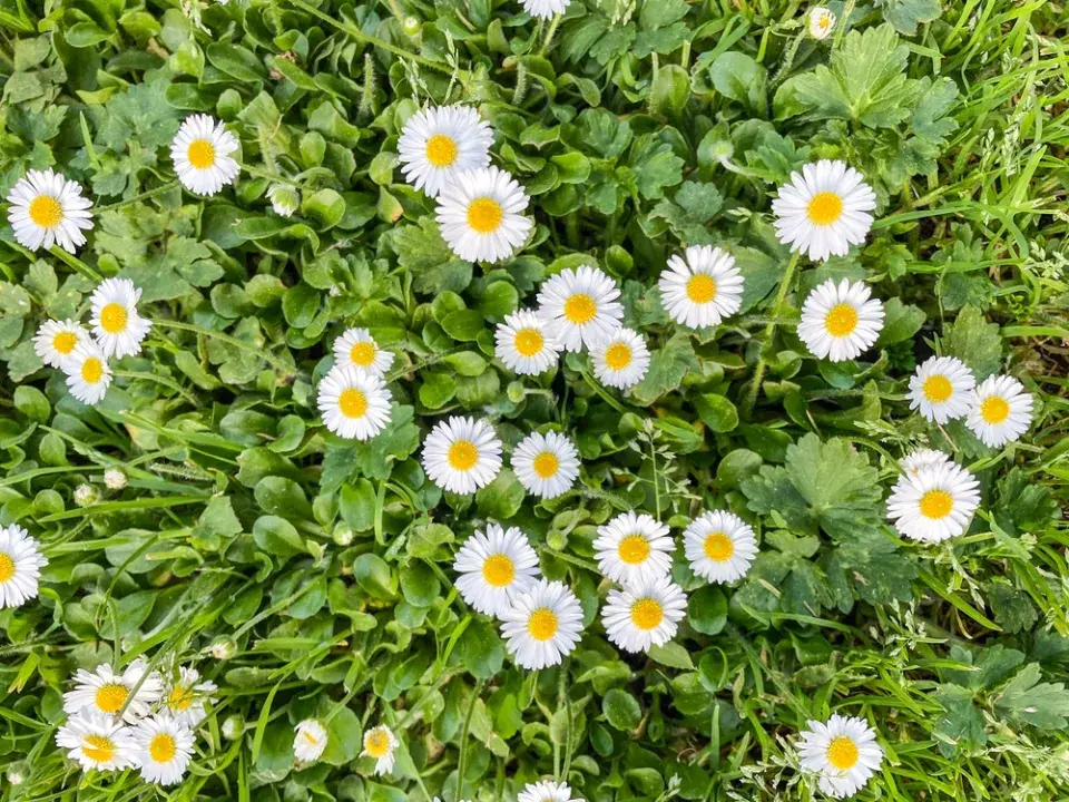 Sedmikráska obecná (Bellis perennis)