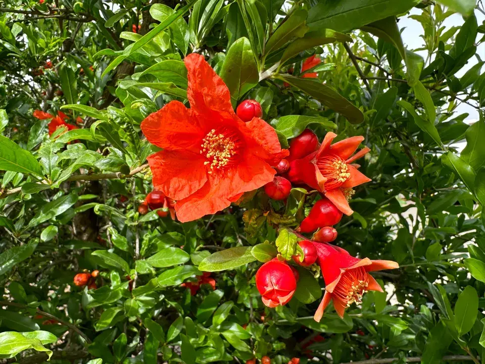 Květ granátového jablka