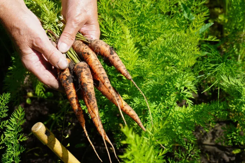 podzimní práce na zahradě