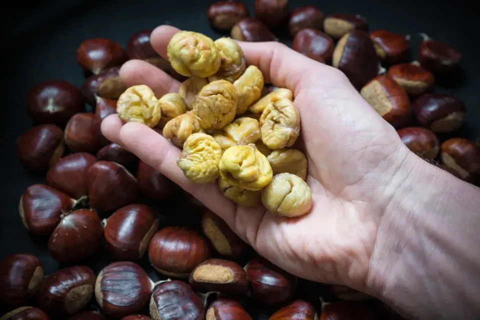 kaštanovník jedlý