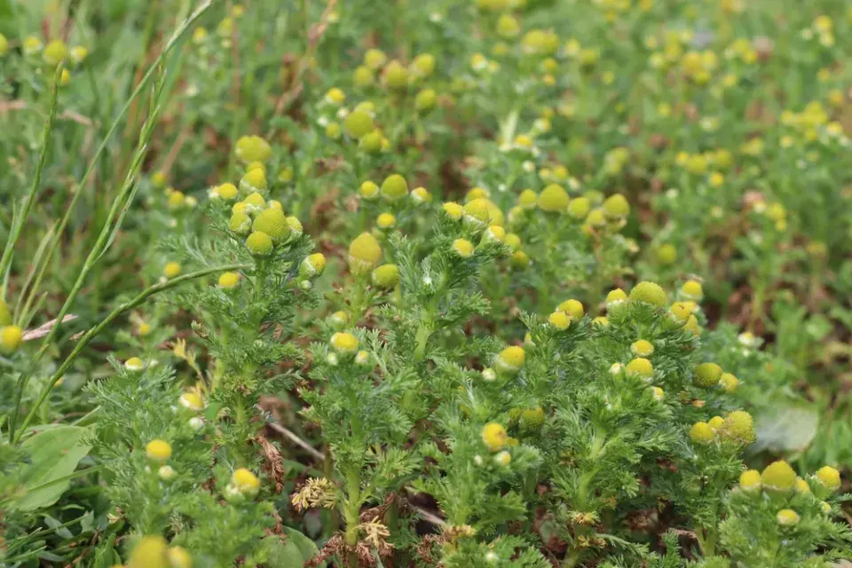 Heřmánkovec nevonný (Matricaria discoidea)
