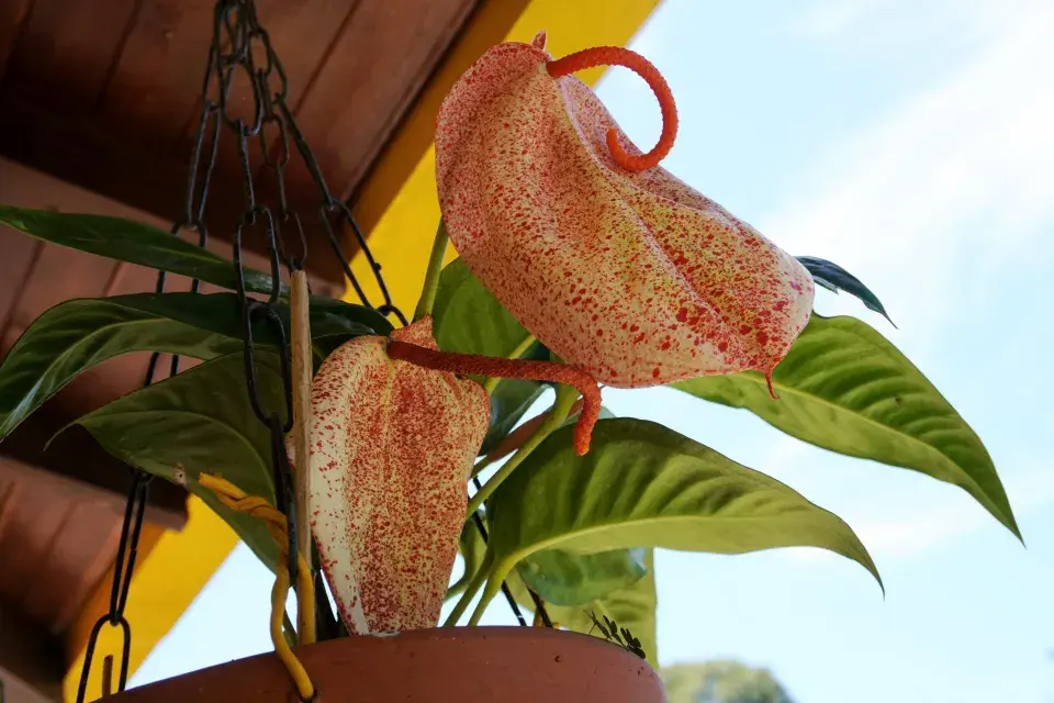 toulitka Scherzerova