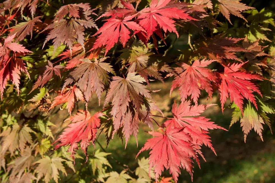 javor shirasawanský