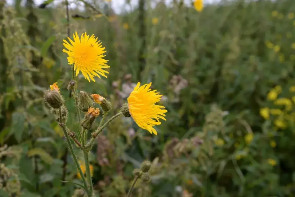 Mléč rolní (Sonchus arvensis)