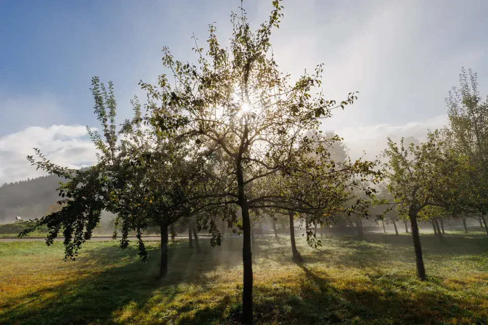 Sad smíření v Neratově je nadějí pro zachování vzácných druhů ovocných stromů pro další generace