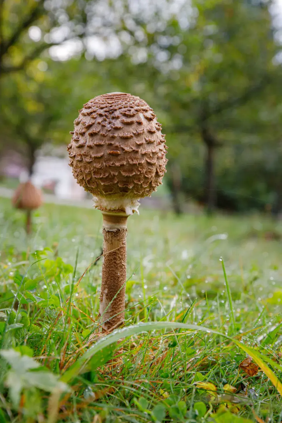Jedna z bedlí, rostoucí pod stromy jabloní v Sadu smíření.