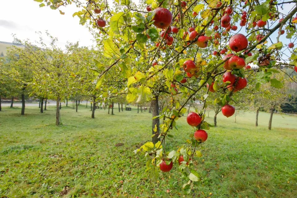 Jabloně ze Sadu smíření v Neratově
