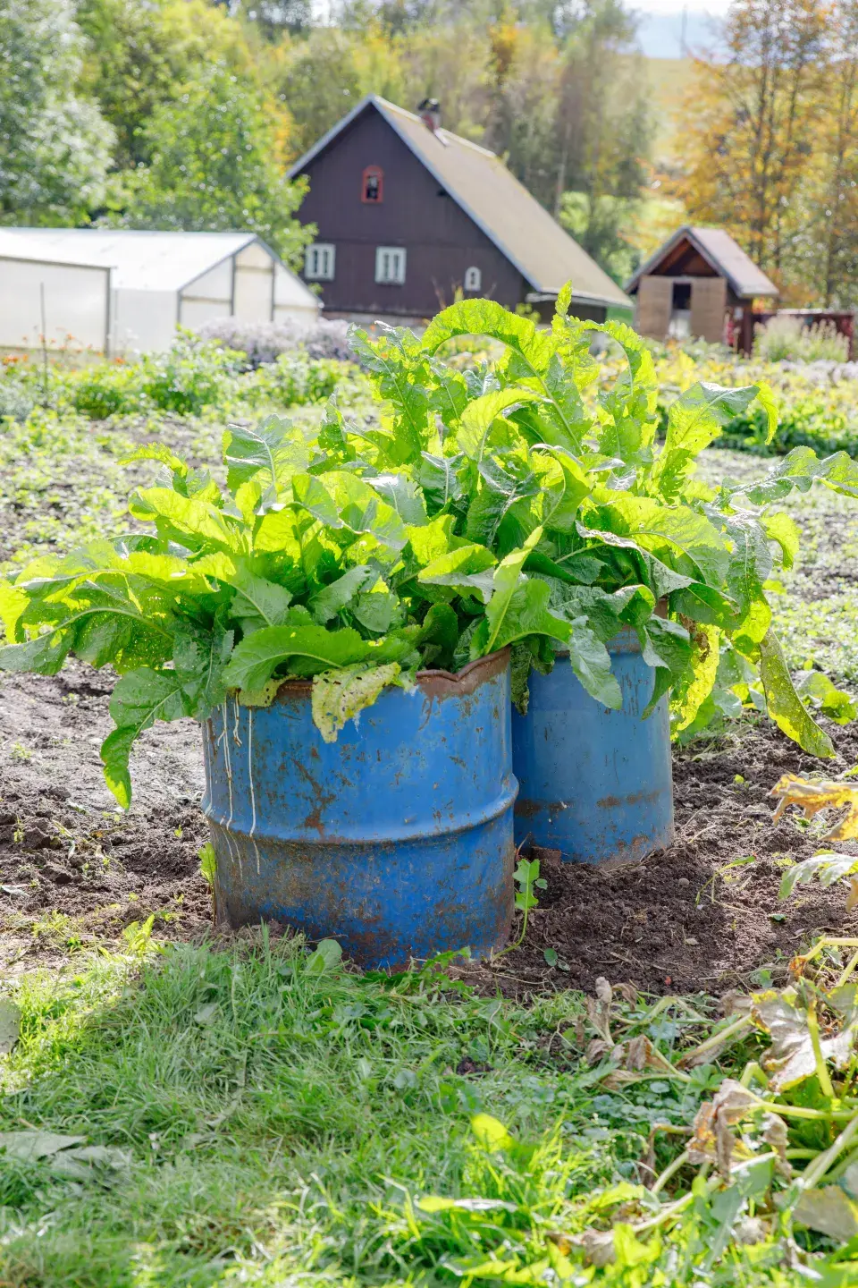 Sazenice a rostliny v zahradě Sdružení Neratov