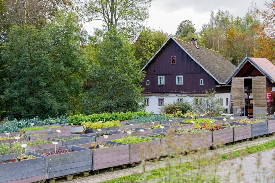 Sazenice a rostliny v zahradě Sdružení Neratov