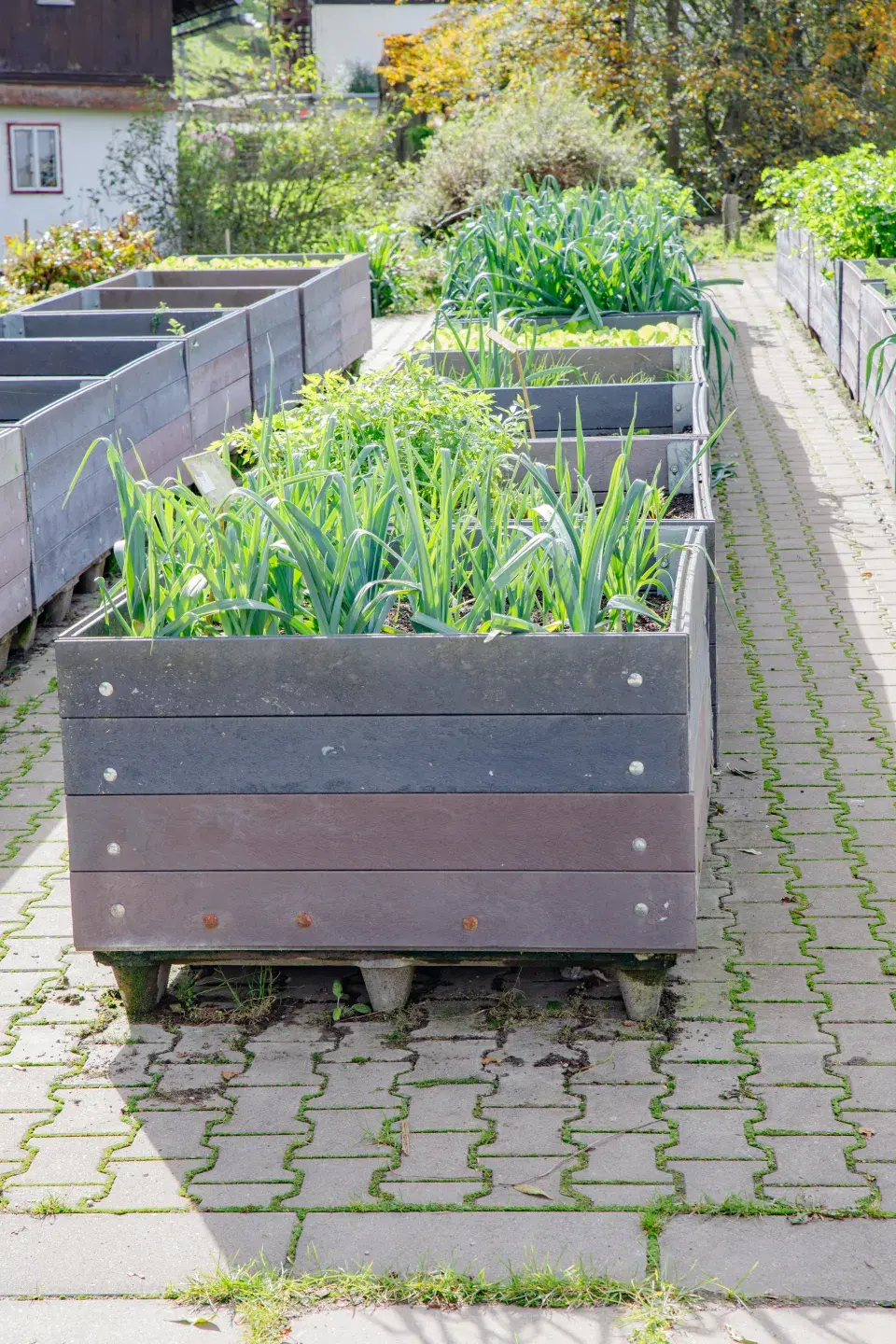 Sazenice a rostliny v zahradě Sdružení Neratov