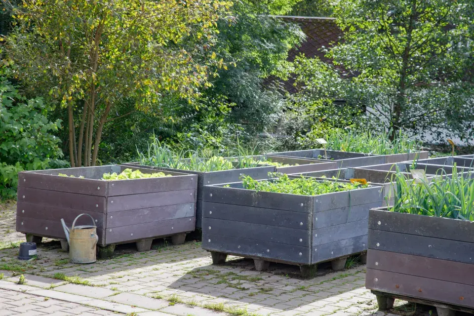 Sazenice a rostliny v zahradě Sdružení Neratov