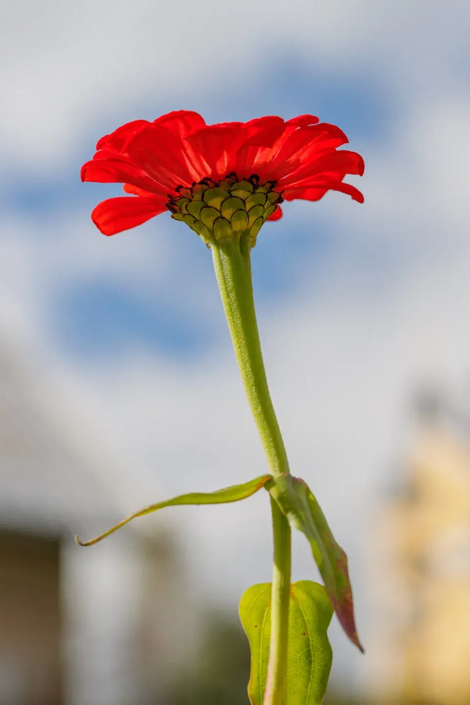 Jedna z květin, která zdobí zahradu