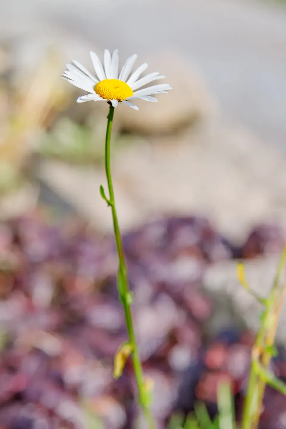 Jedna z květin, která zdobí zahradu