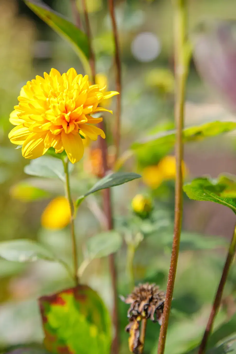 Jedna z květin, která zdobí zahradu