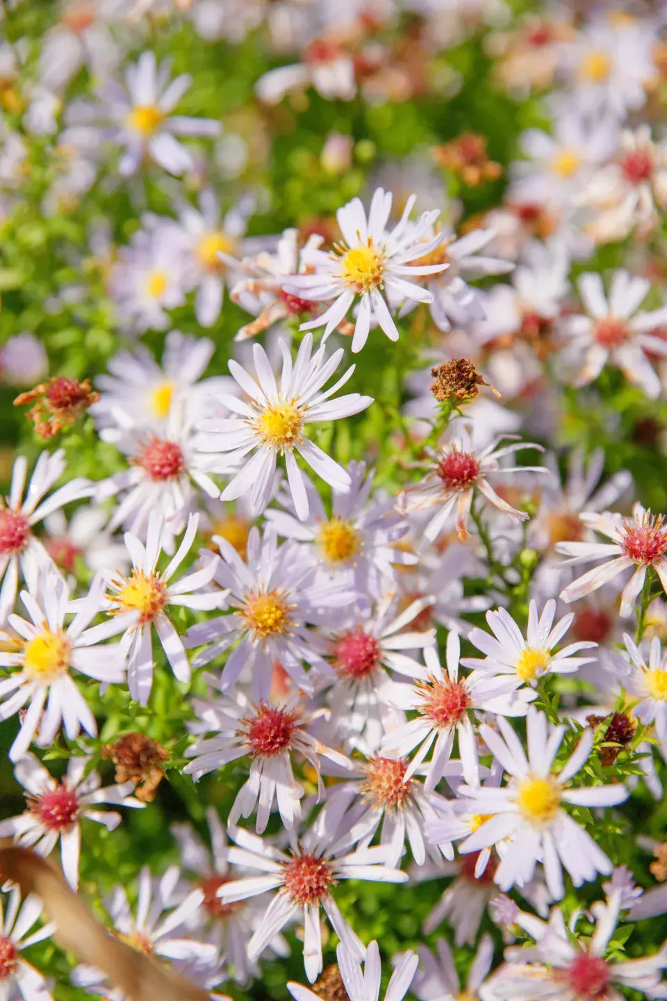 Jedna z květin, která zdobí zahradu