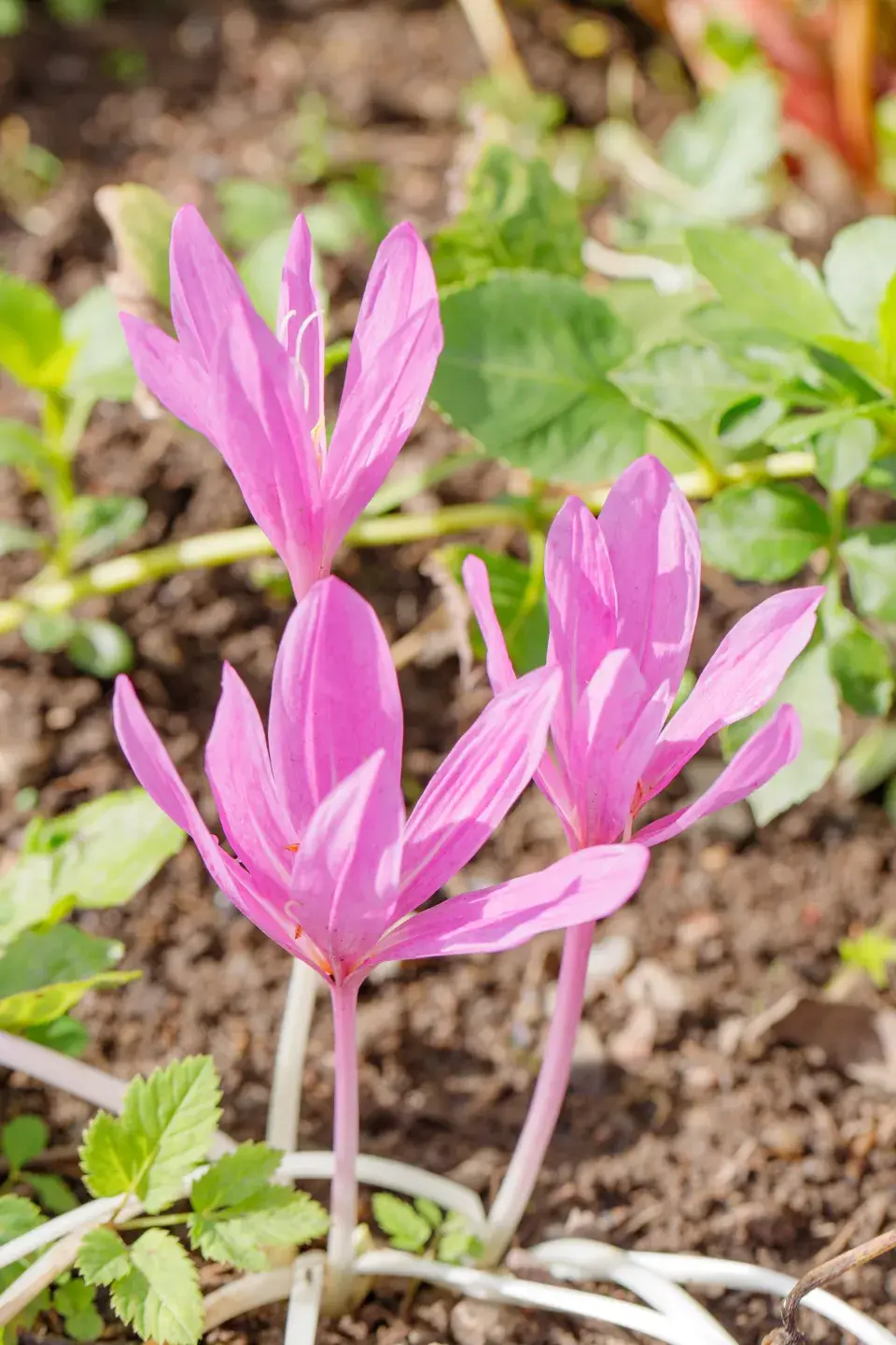 Jedna z květin, která zdobí zahradu