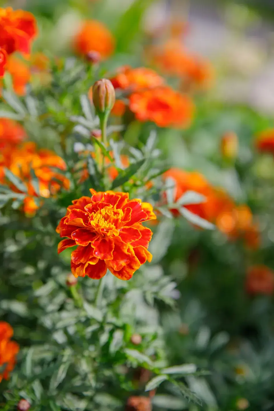 Jedna z květin, která zdobí zahradu